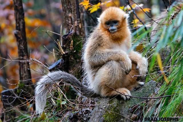 born in china, china golden snub-nosed monkeys