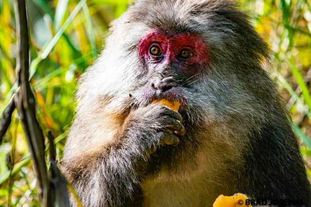 tibetan macaque, chinese wildlife tours, travel sichuan china
