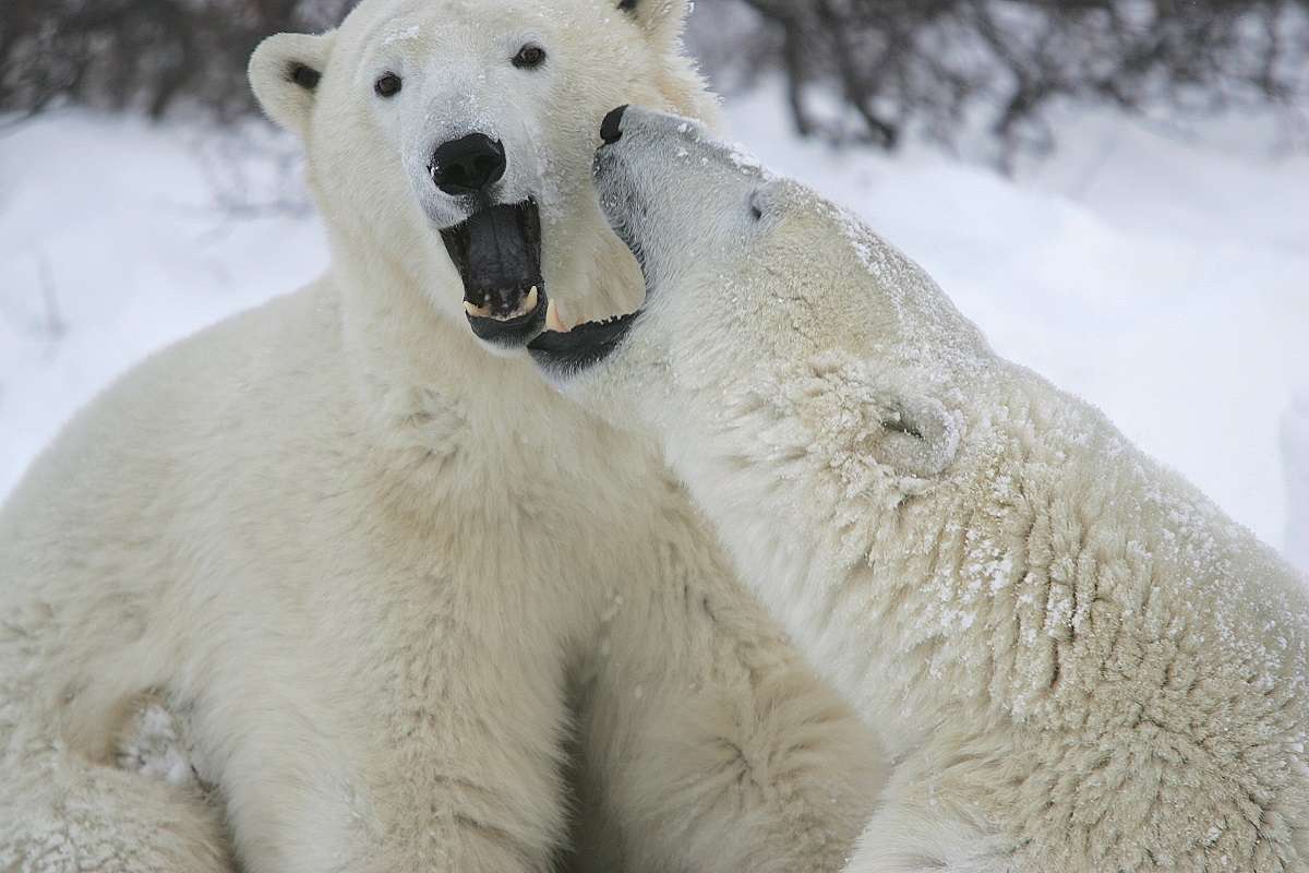 Polar bears playing in the snow