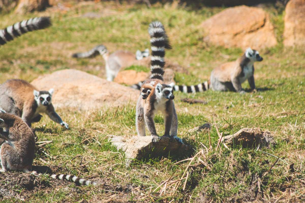 Lemur with baby in Madagascar