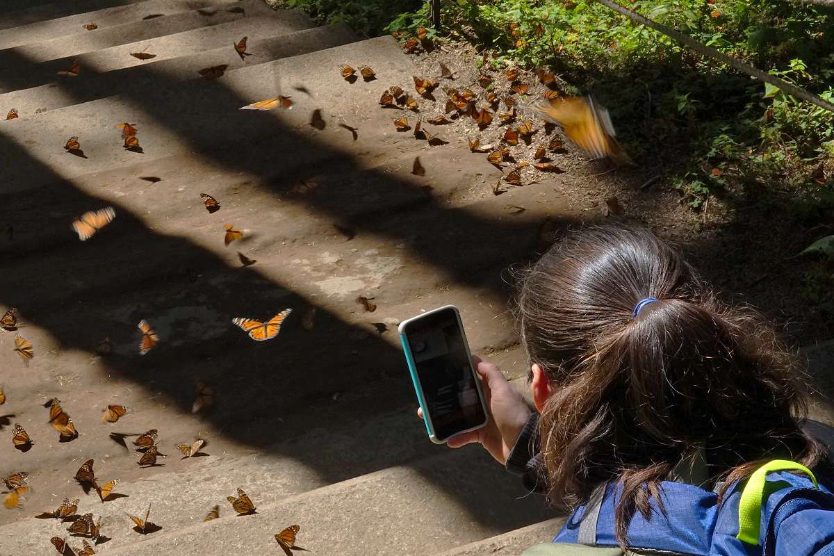 Teacher photographing a butterfly