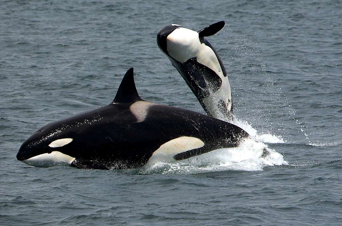 Orca calf leaping over her mother.