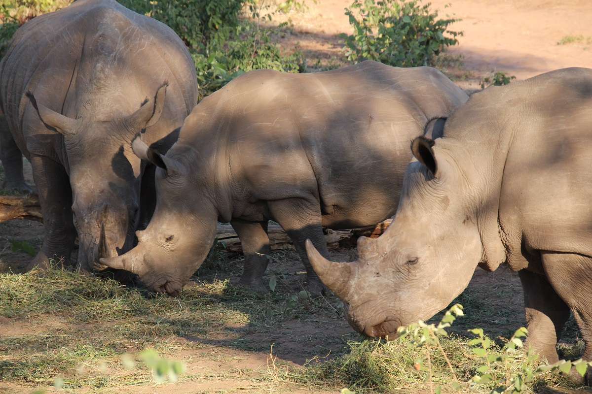 Rhinos grazing in Botswana