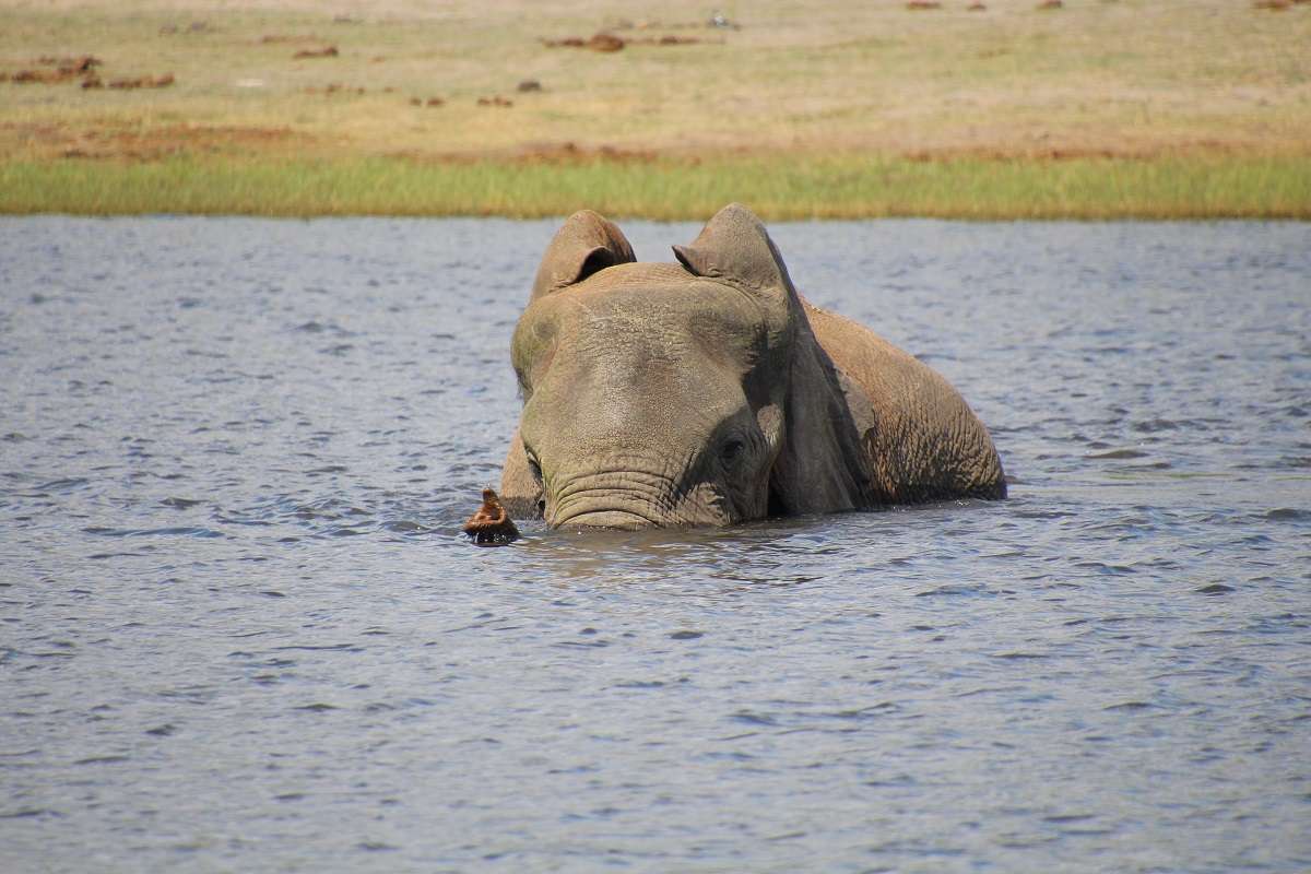 An elephant swims in a water hole in Botswana