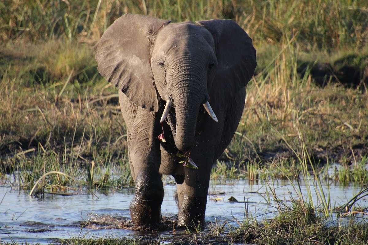 Elephant in the wetlands in Botswana 