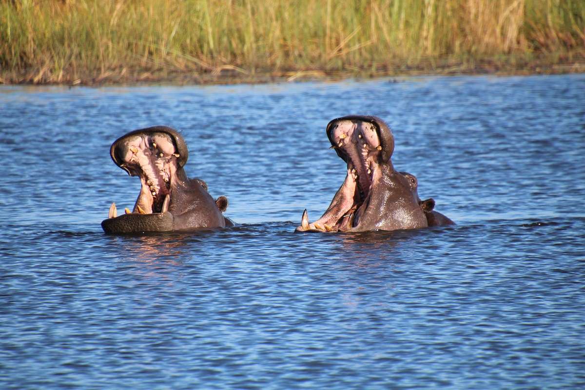 Two hippos with their mouths wide open in a lake in Botswana