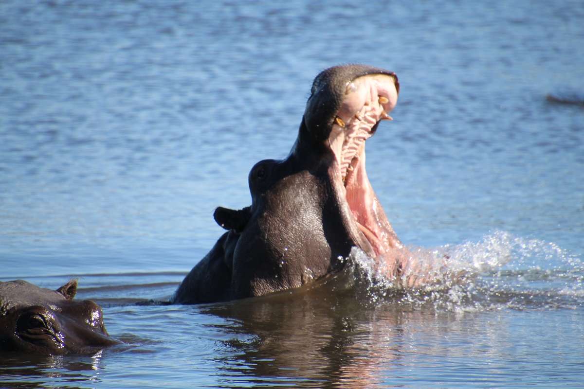 Open mouthed hippo at a water hole in Botswana 