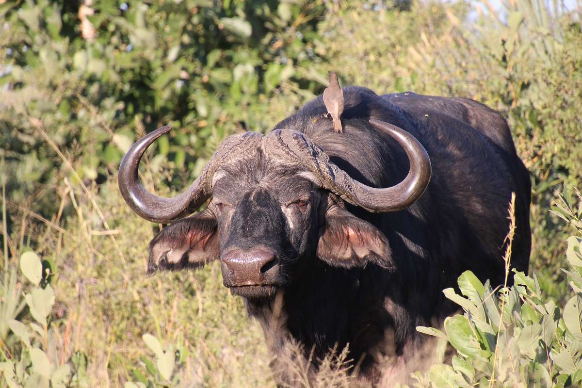 An African buffalo with a bird perched on his back in Botswana