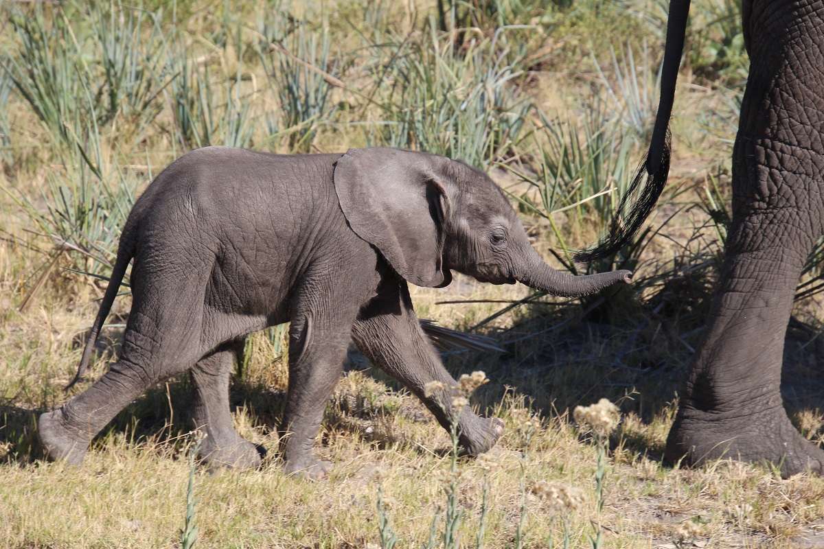 A baby elephant follows her mother in Botswana 