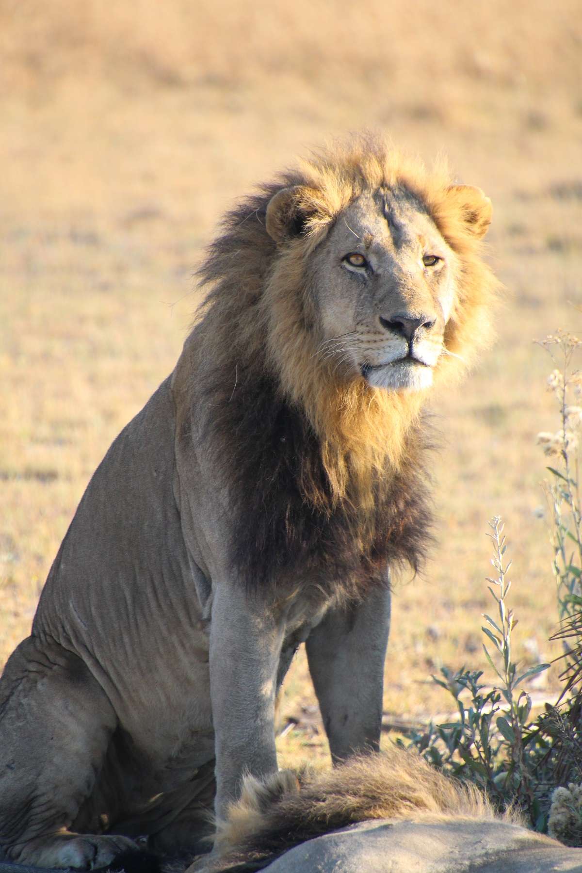 Male lion in the sun in Botswana 