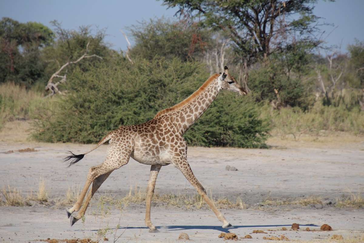 Baby giraffe in Botswana 