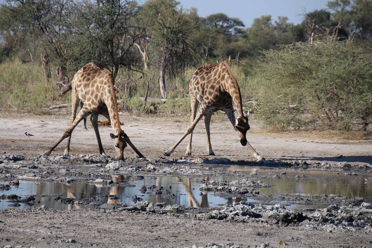 Giraffes take a drink in Botswana 