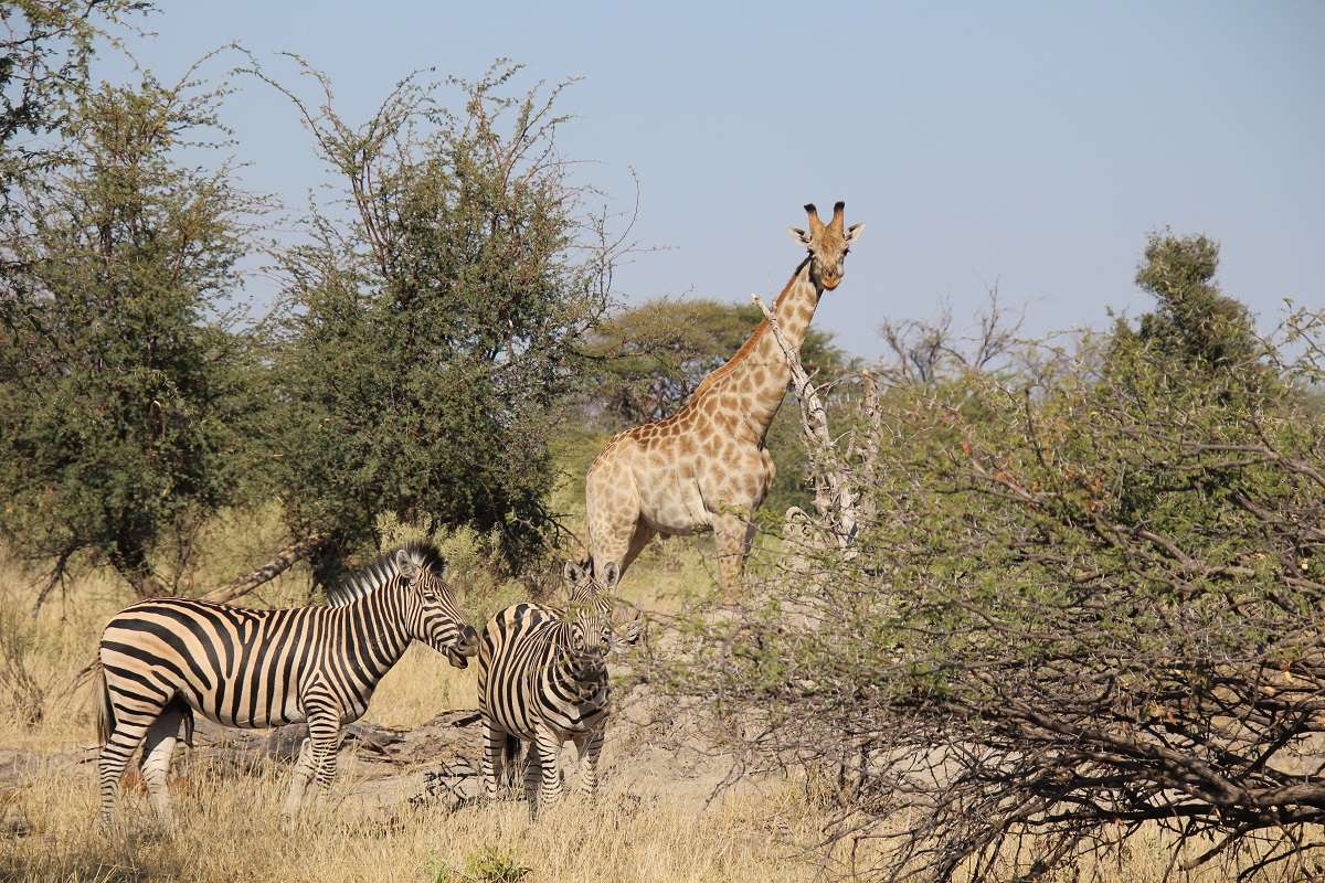 A giraffe and zebras in the trees in Botswana 