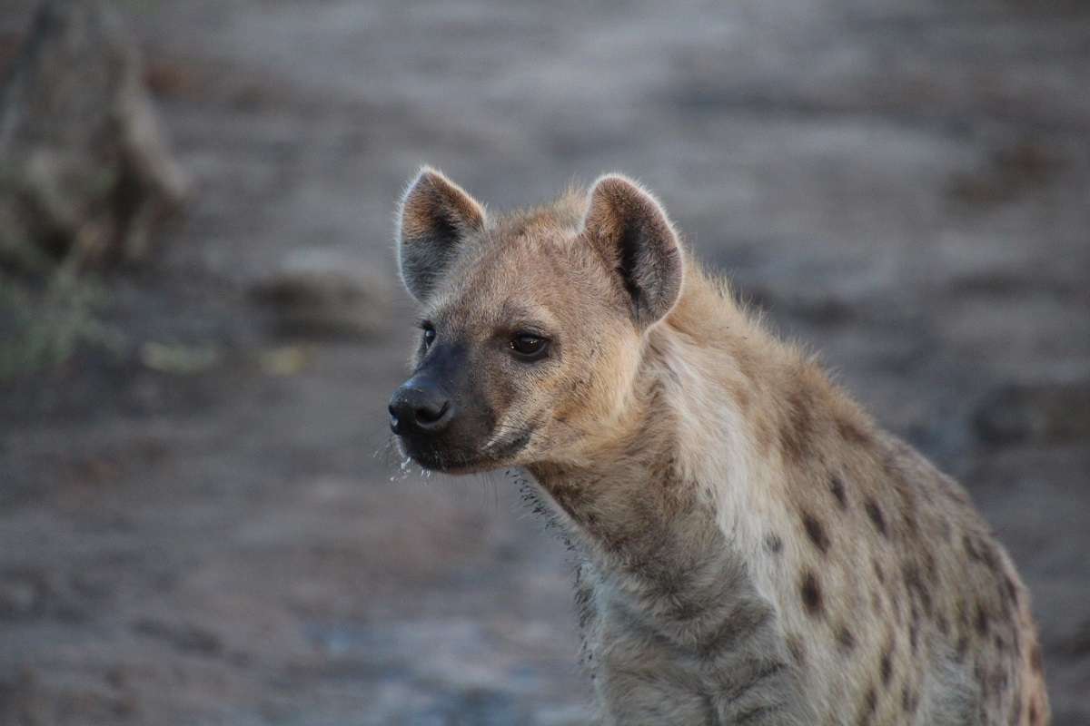 A portrait of a hyena in Botswana 