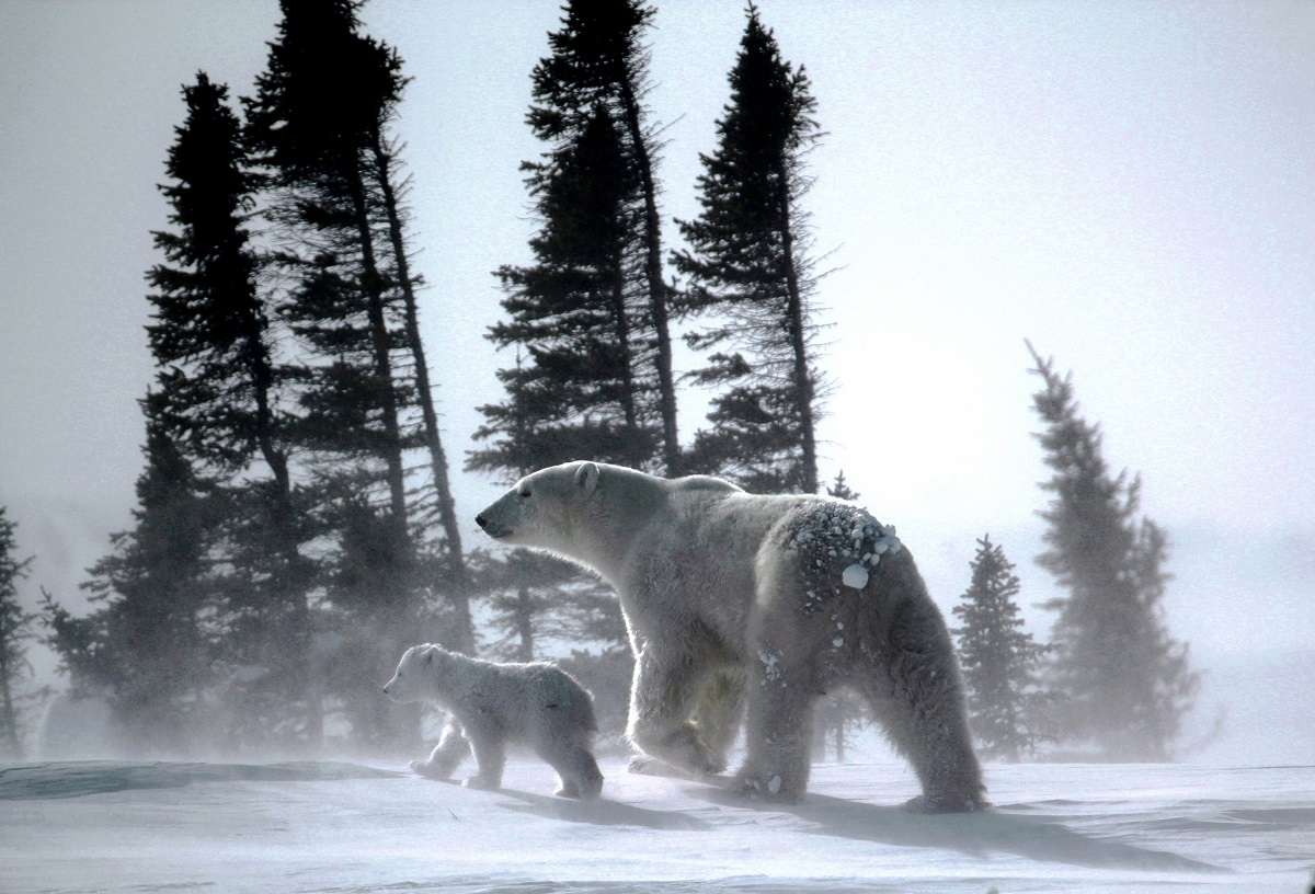 A polar bear and cub walk across the tundra in a storm. 