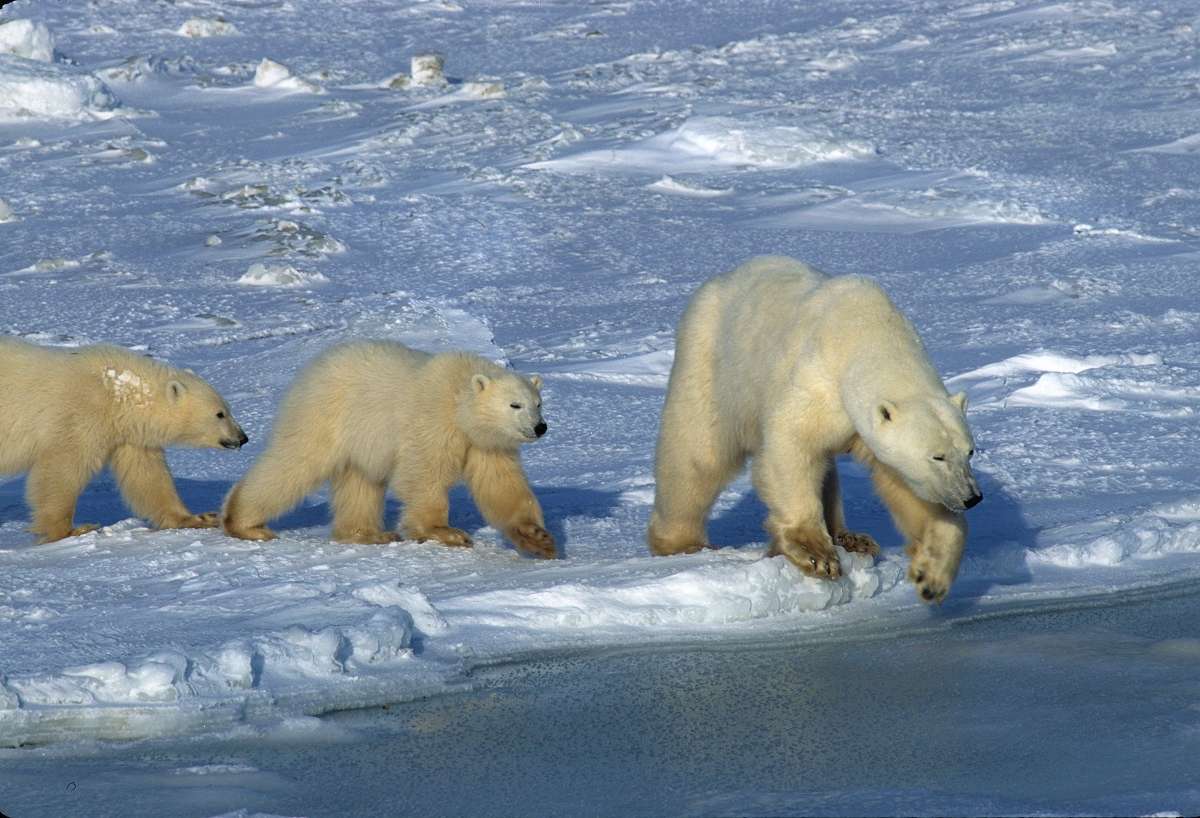Polar bear cubs with adult