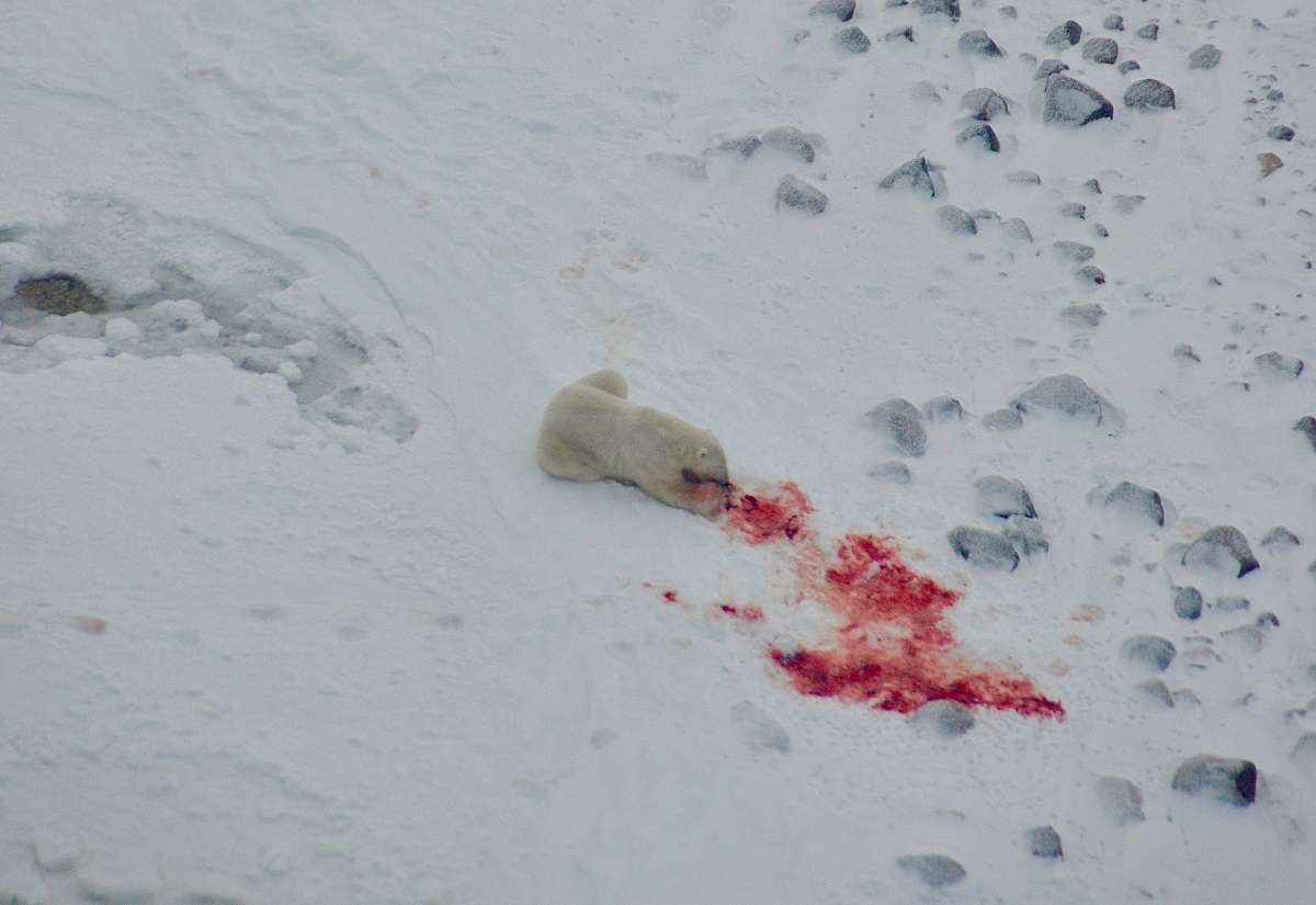 A polar bear eating a kill in Wapusk National Park near Churchill.  © Emily Kautz