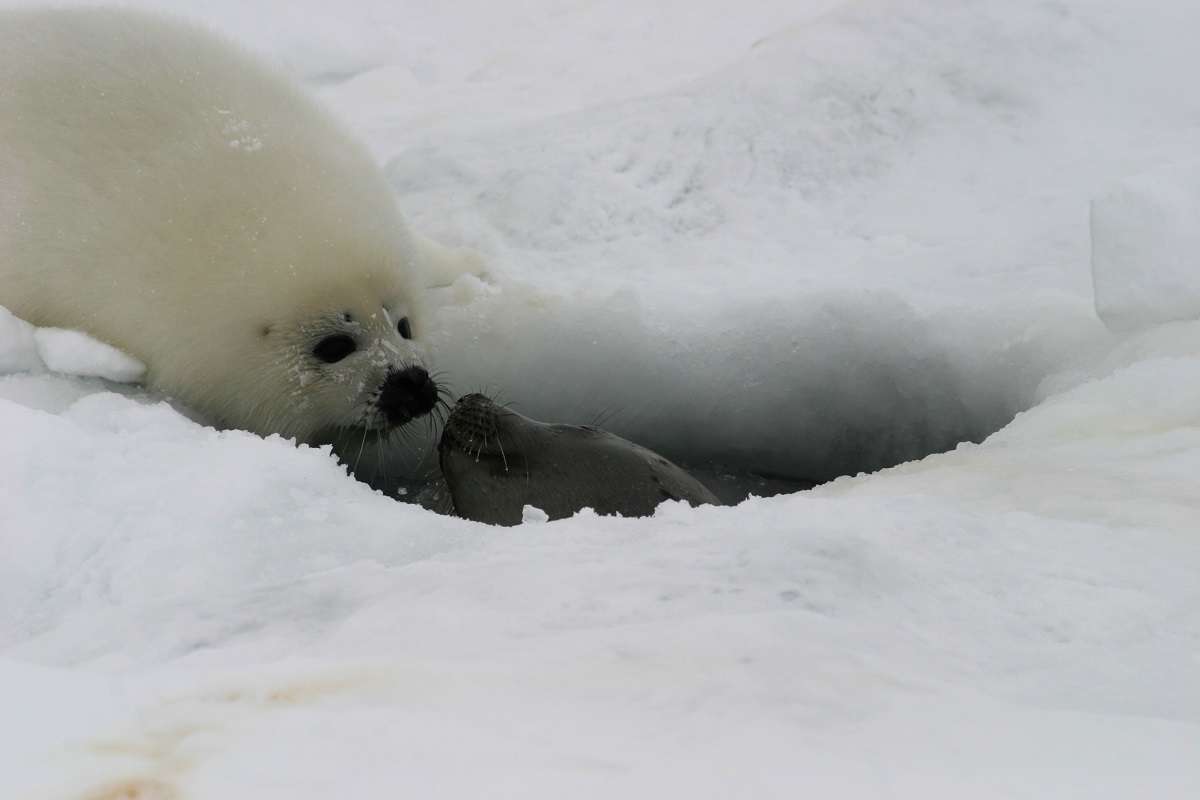 A seal pup and mother at a breathing hole.