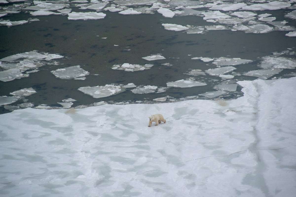 Polar bear on the ice in Wapusk National Park.