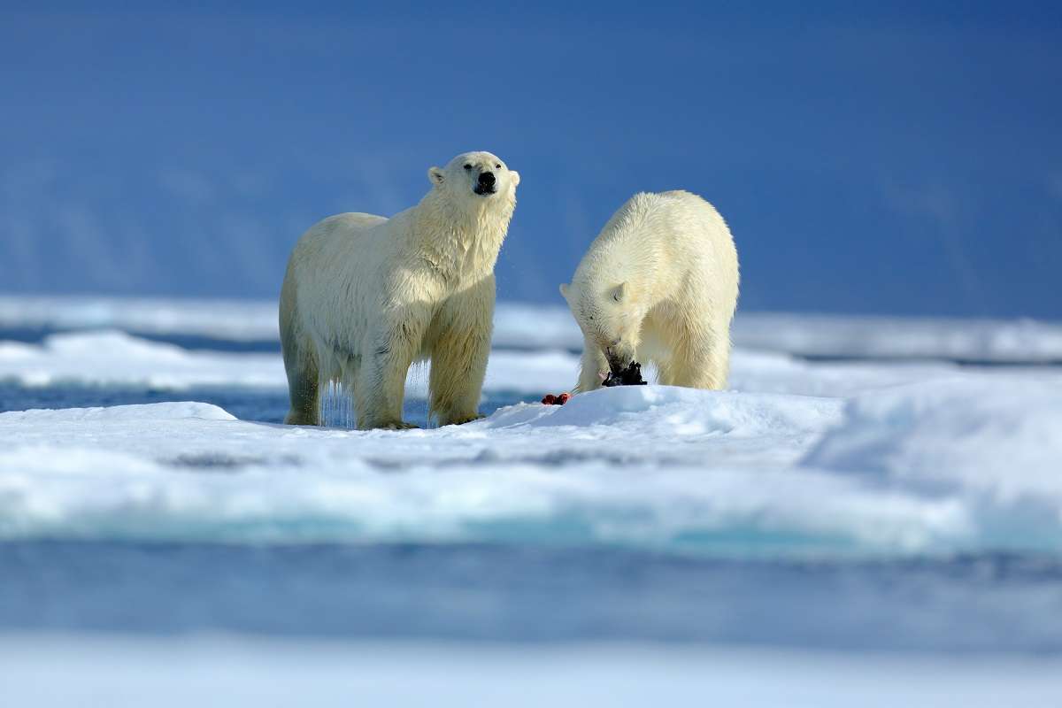 Polar bears eating a kill.