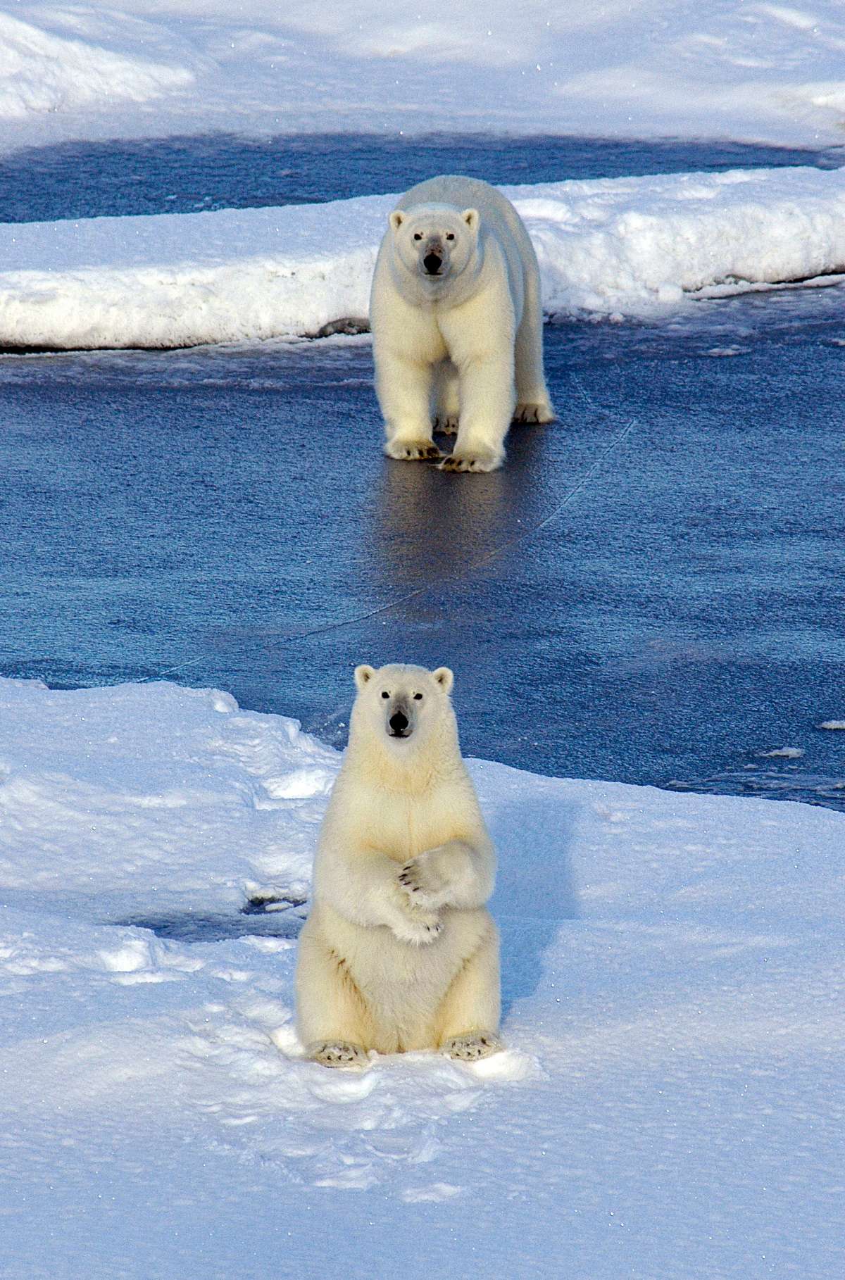 A polar bear mother on the ice with her cub.