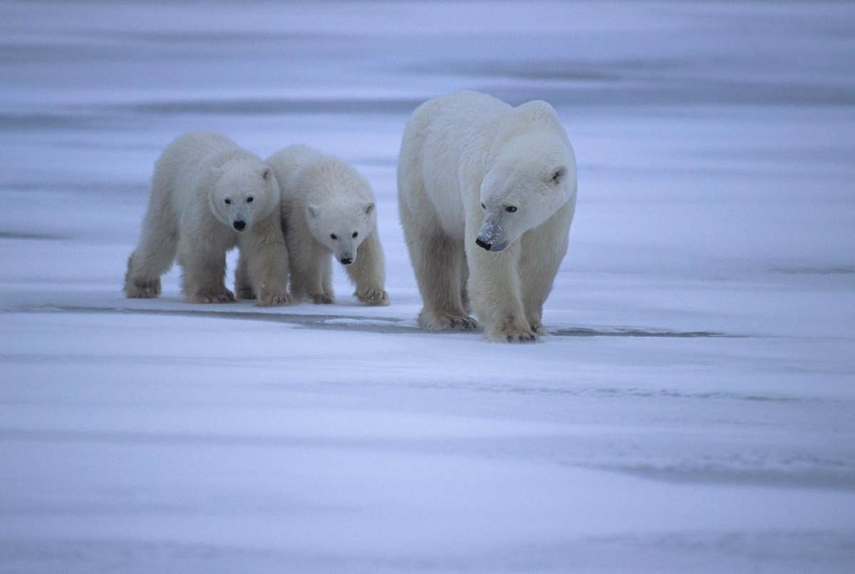 A warming Arctic threatens both wildlife and traditional ways of life in Arctic communities. A polar bear with two cubs.