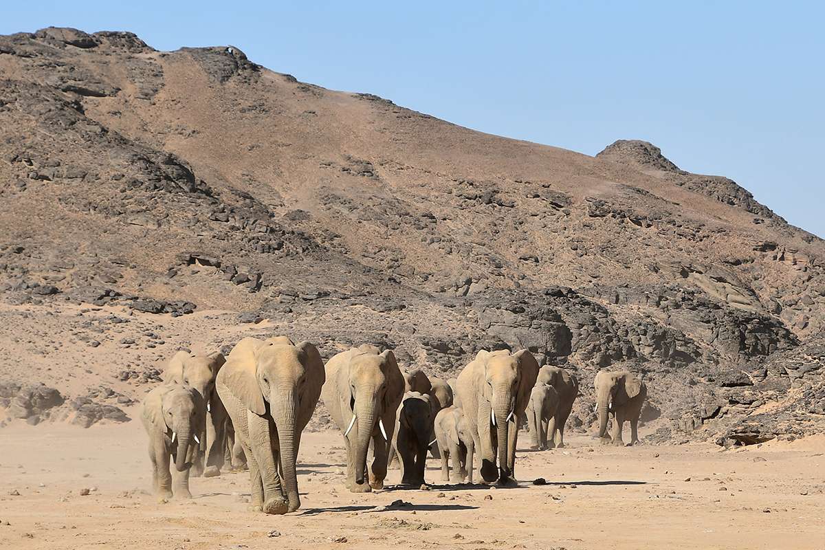 Desert elephants in Namibia