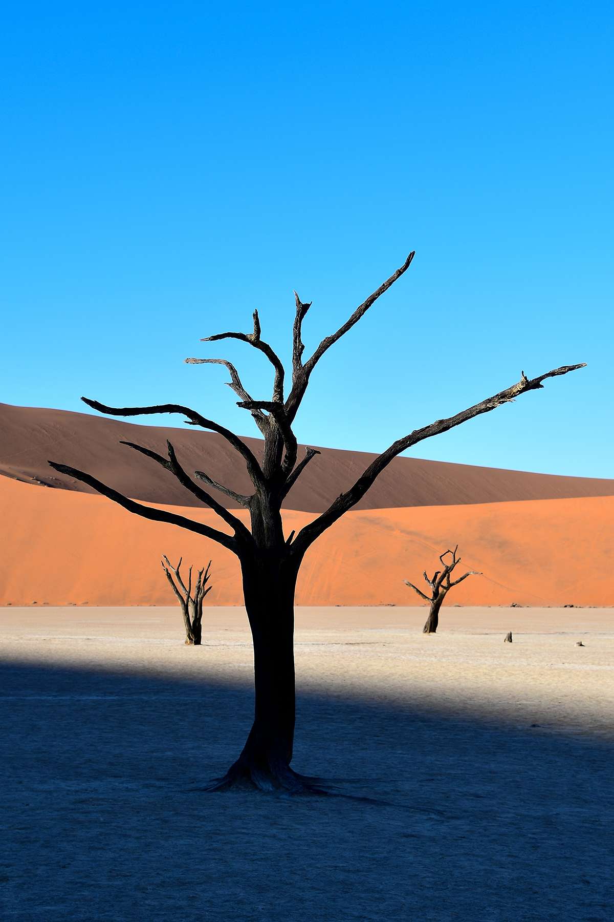 Dead trees in Namibian desert