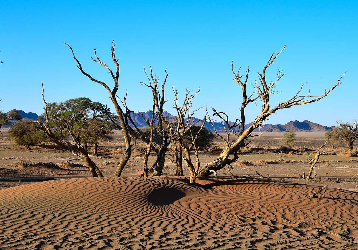 Tree skeletons in Namibia
