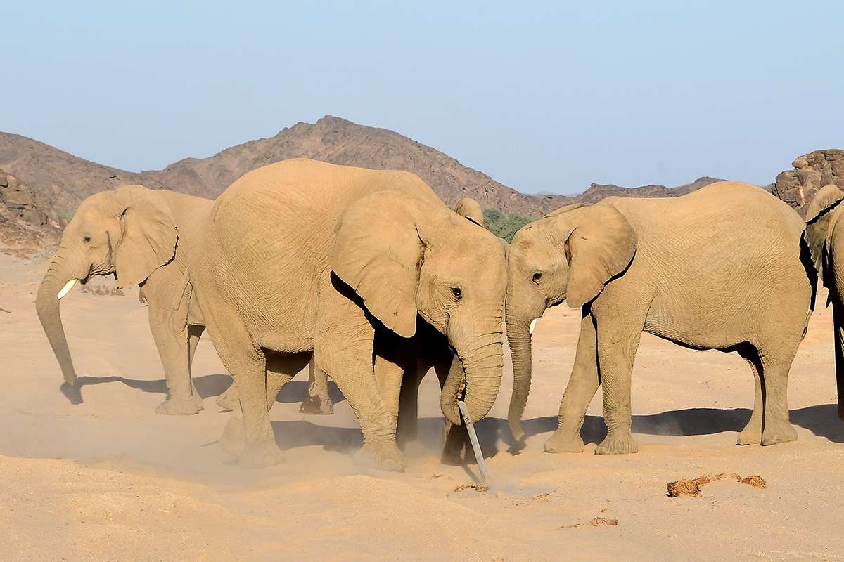Desert adapted elephants in Namibia