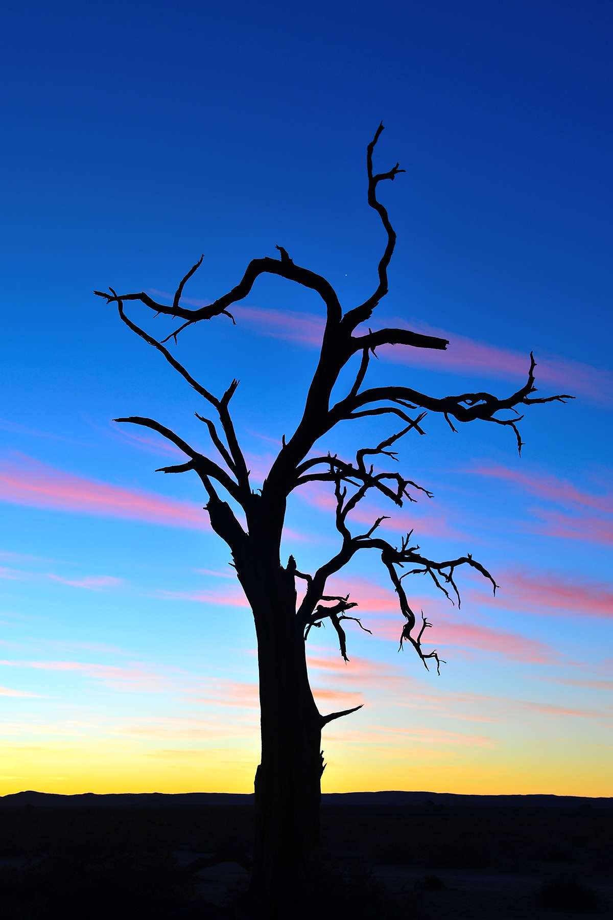 Dead tree in Namibia