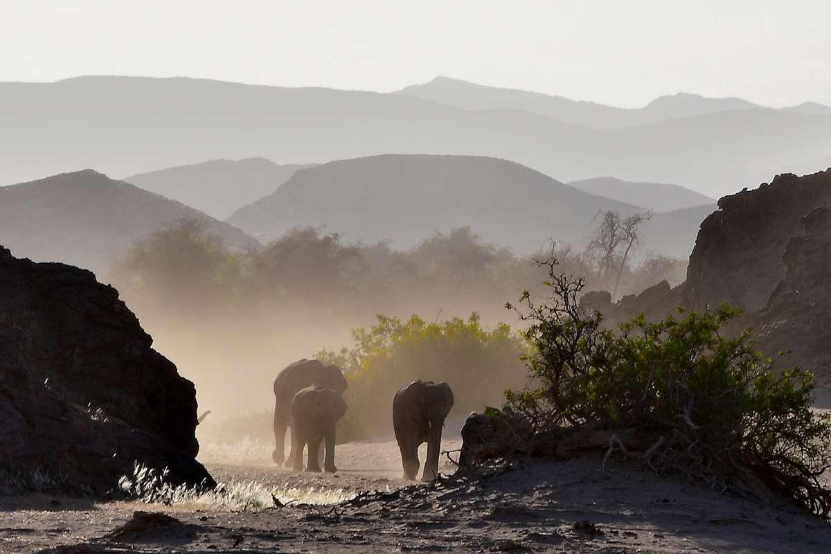 Wild Namibian desert elephants