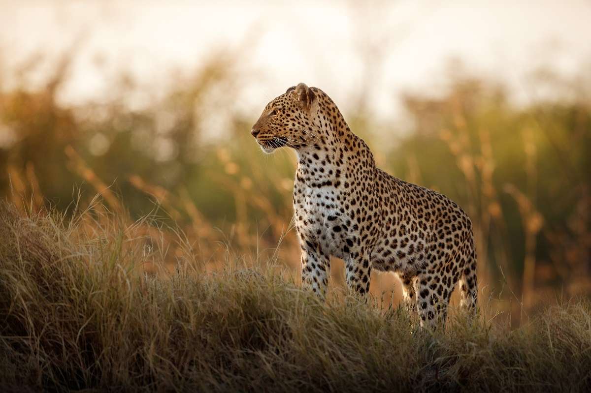 A leopard in the African sun. 