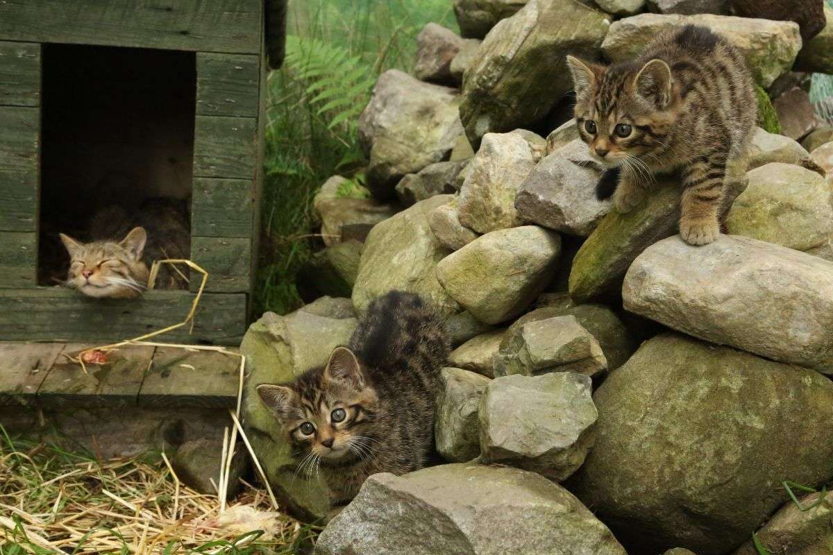 Scottish wildcat kittens at the Aigas Field Center in Scotland.