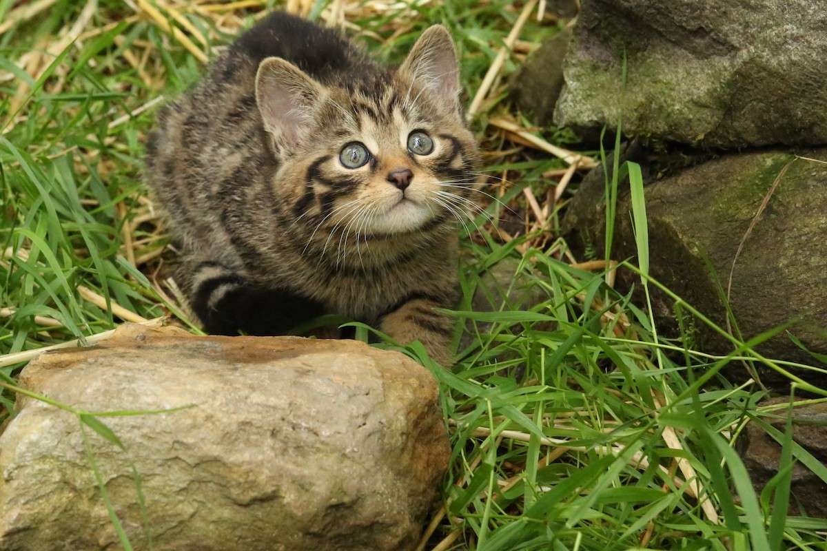 Scottish wildcat kittens at the Aigas Field Center in Scotland.