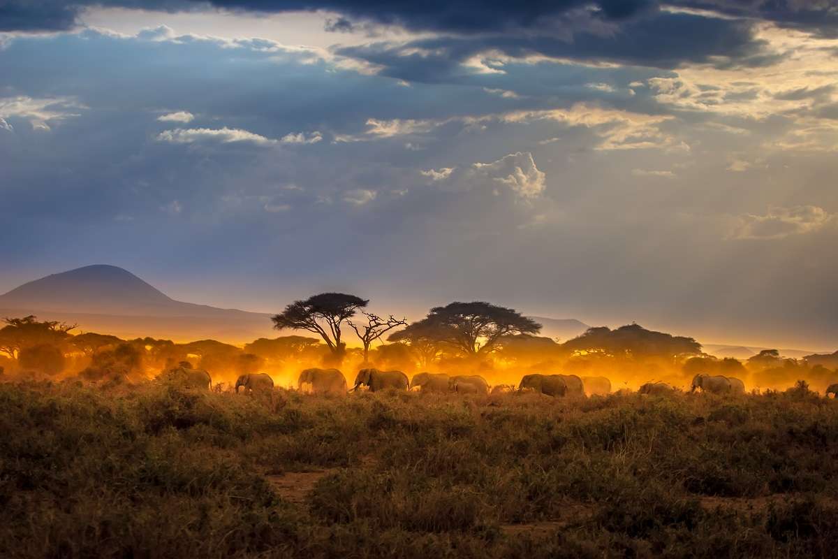 Elephants as sunlight streams down on the African plains.