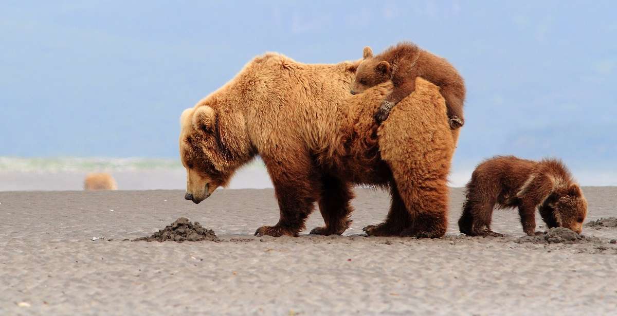 Brown bears in Alaska digging for clams on the tidal flats. 