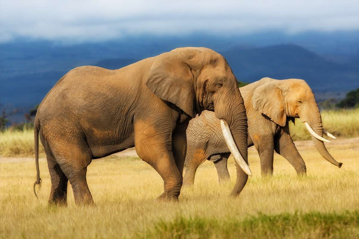 Elephants cross the savanna in Africa.