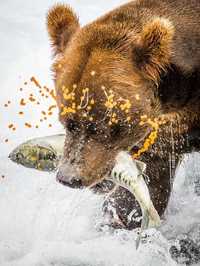 Brown bear catches a salmon as its eggs go flying in Alaska.