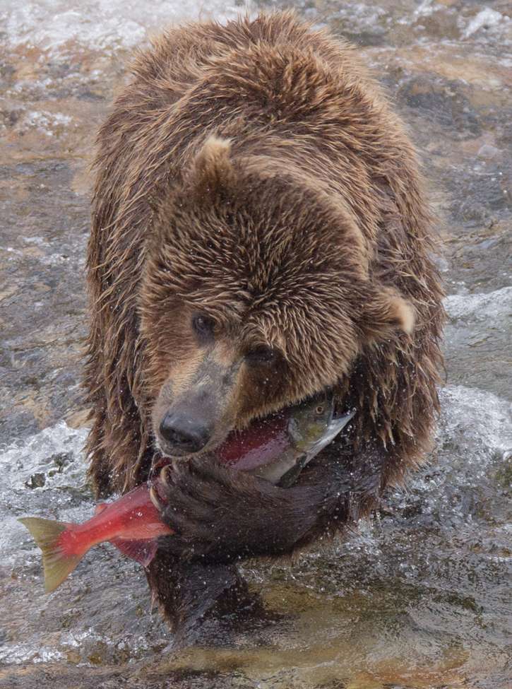 Brown bear catches a salmon in Alaska.