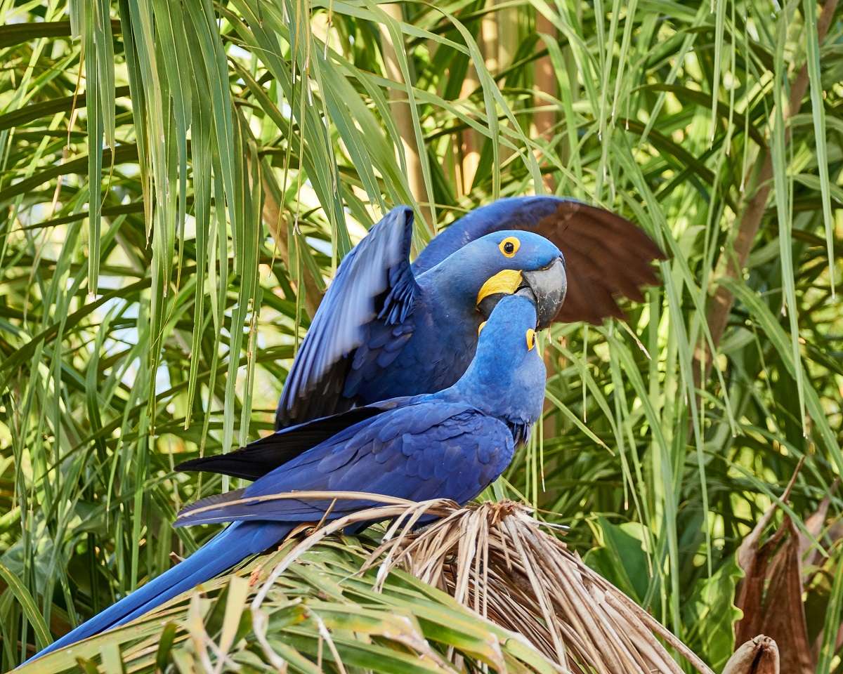 Hyacinth Macaw Pair, Hotel Porto Jofre, north Pantanal