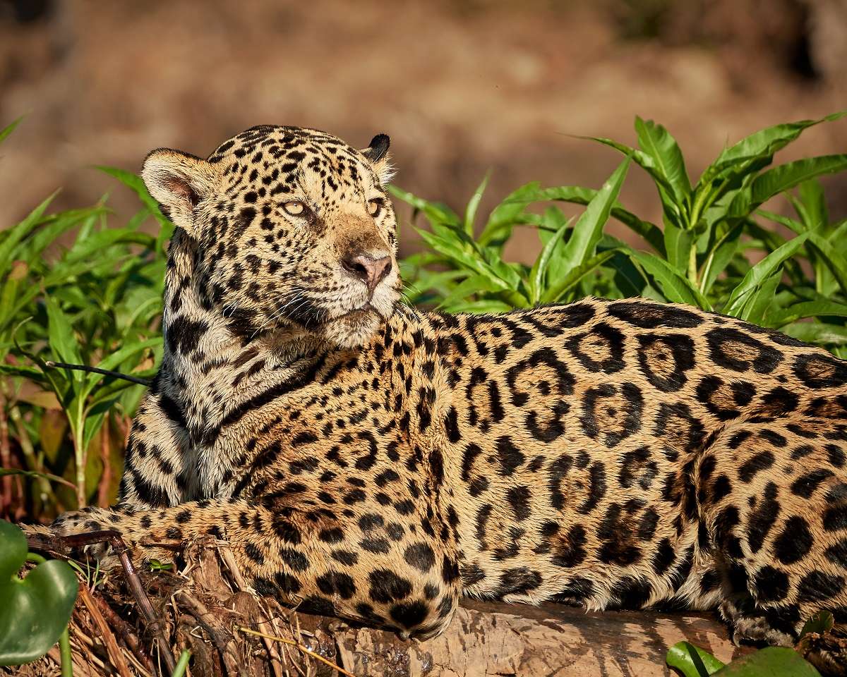 Jaguar, Hotel Porto Jofre, north Pantanal