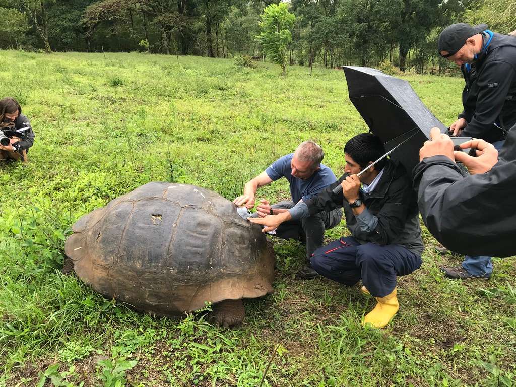 Tagging Steve, a male tortoise that is estimated to be more than 120 years old.