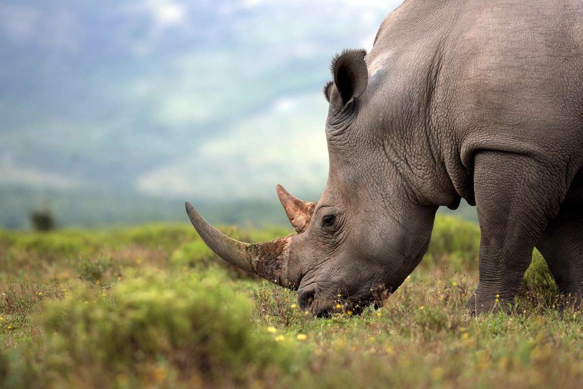 Rhino browsing in Botswana.