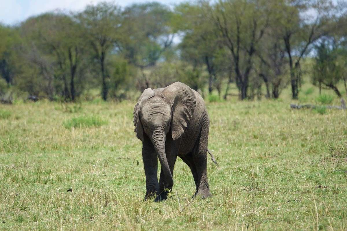 An elephant calf alone on the endless plains. Serengeti, Tanzania
