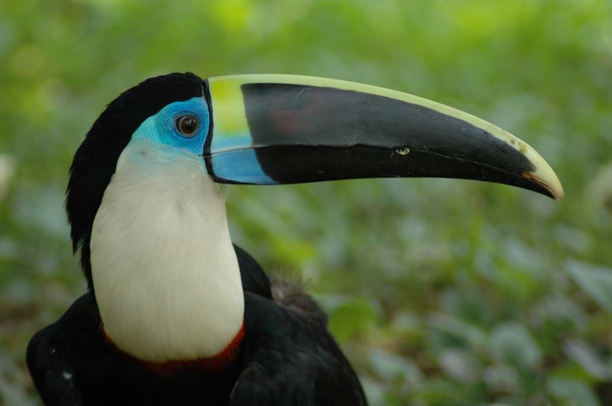 A toucan in the Amazon.