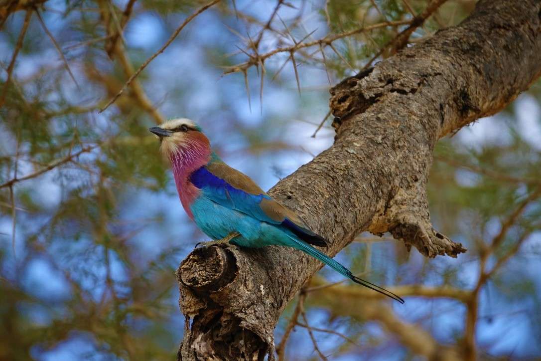 A lilac breasted roller sits among thorns in the Serengeti, Tanzania.