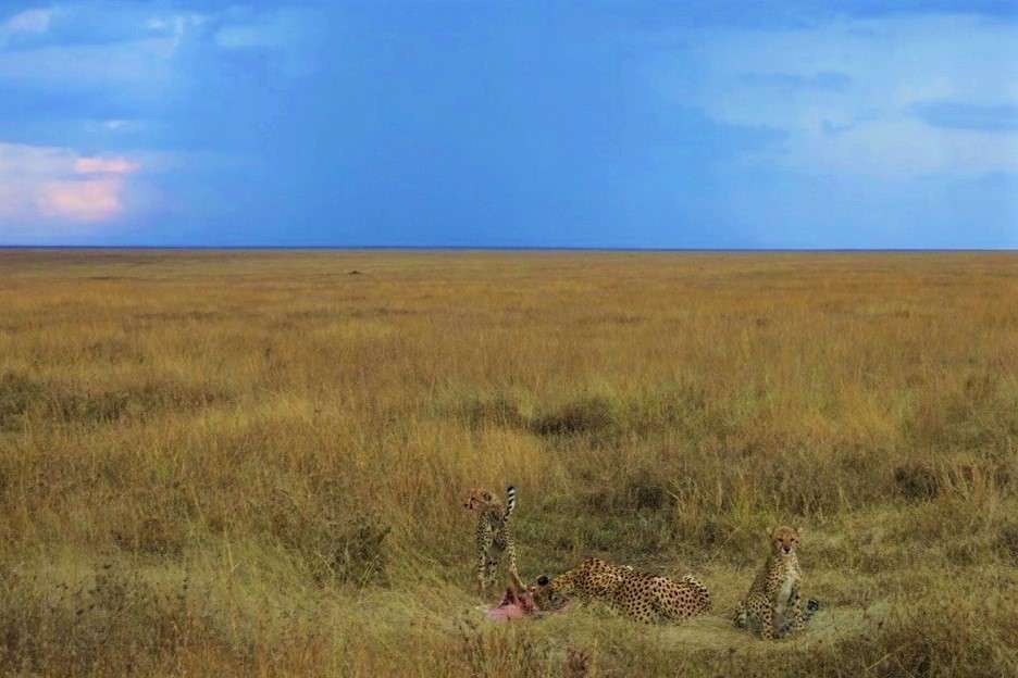 A cheetah mother with cubs feast on a gazelle in a thunderstorm in the Serengeti, Tanzania.