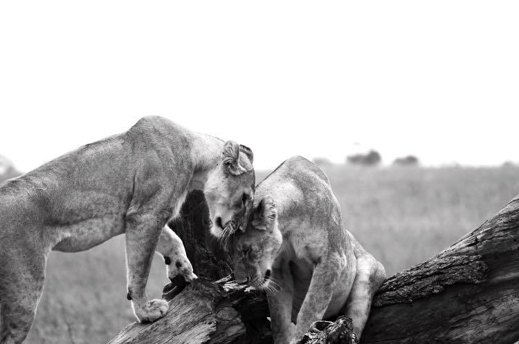 Two lionesses greet each other in the Serengeti, Tanzania. 