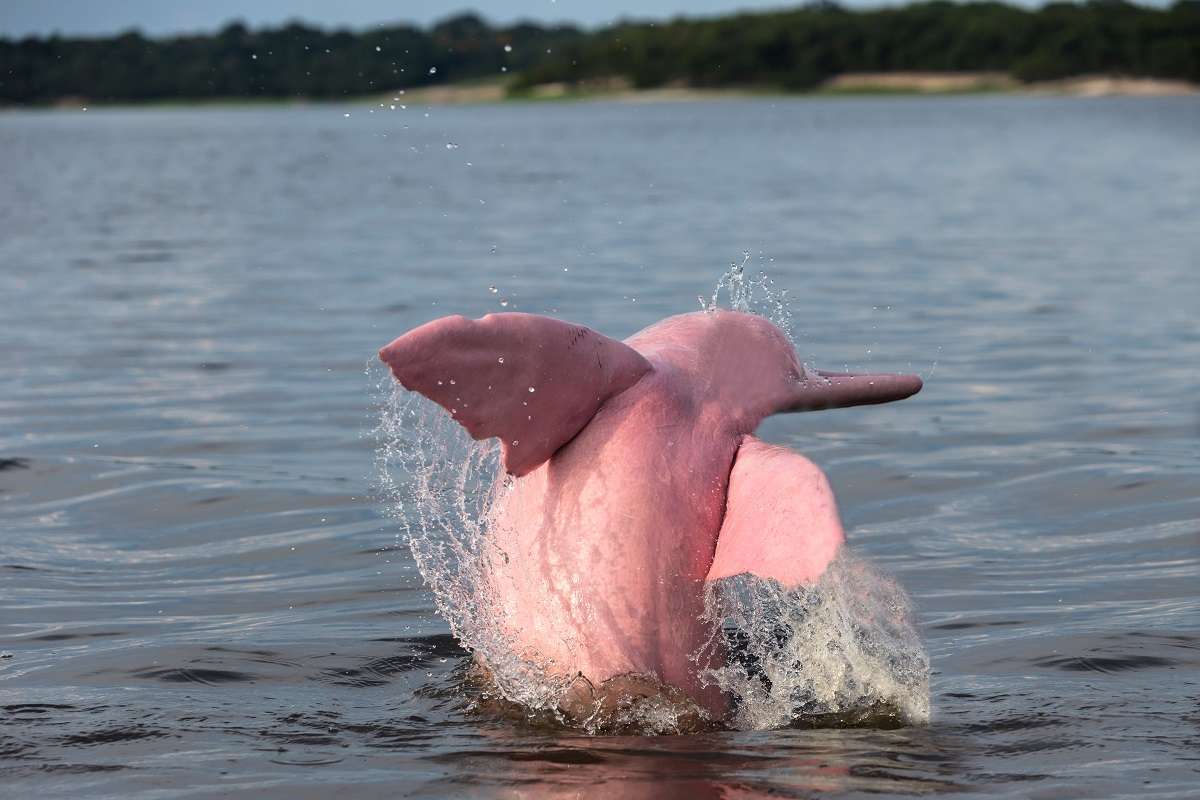 A pink river dolphin in the Amazon Basin.